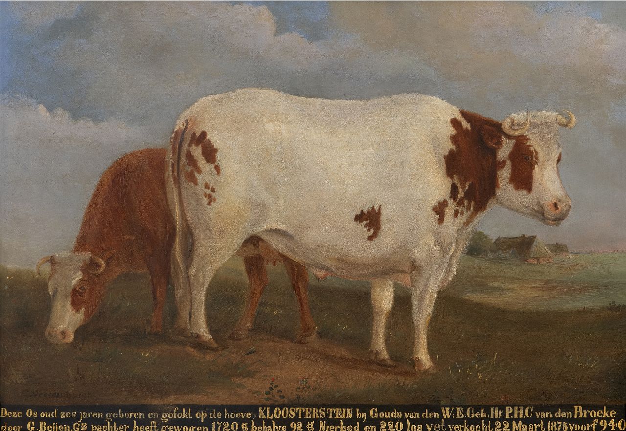 Vreedenburgh G.  | Gerrit Vreedenburgh | Schilderijen te koop aangeboden | Portret van een os van hoeve Kloosterstein bij Gouda, olieverf op paneel 35,7 x 49,4 cm, gesigneerd linksonder en te dateren ca. 1875