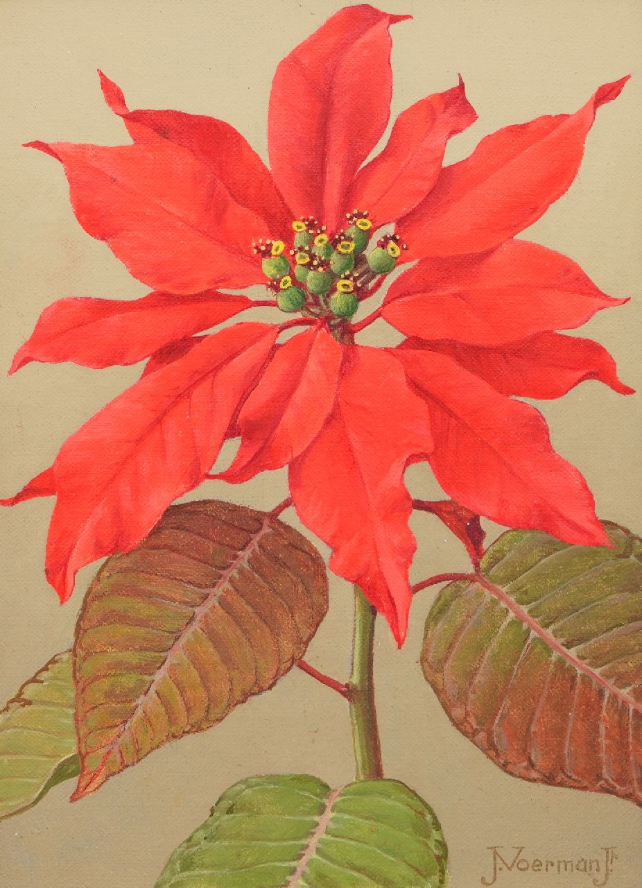 Voerman jr. J. | Jan Voerman jr. | Schilderijen te koop aangeboden | Rode kerstster, olieverf op doek op board 22,7 x 15,8 cm, gesigneerd rechtsonder Voerman jr. J. | Jan Voerman jr. | Schilderijen te koop aangeboden | Rode kerstster, olieverf op doek op board 22,7 x 15,8 cm, gesigneerd rechtsonder