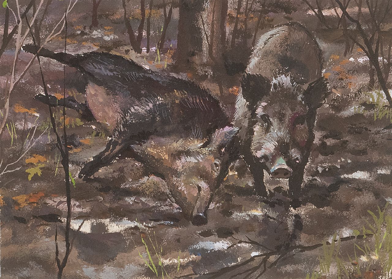 Poortvliet R.  | Rien Poortvliet | Aquarellen en tekeningen te koop aangeboden | Twee wroetende wilde zwijnen, Hoge Veluwe, gouache op papier 13,2 x 17,5 cm