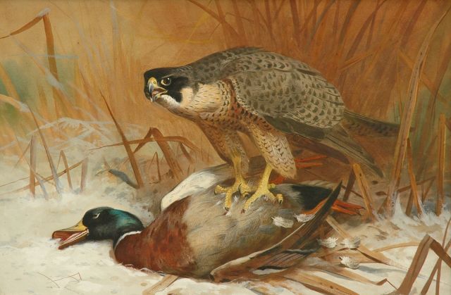 Archibald Thorburn | Valk en wilde eend, aquarel en gouache op papier, 47,8 x 71,0 cm, gesigneerd l.o. en gedateerd 1898