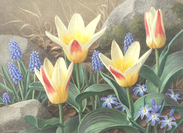 Jan Voerman jr. | Stilleven met tulpen, blauwe druifjes en sneeuwroem, olieverf op doek op karton, 21,5 x 19,0 cm, gesigneerd l.o.