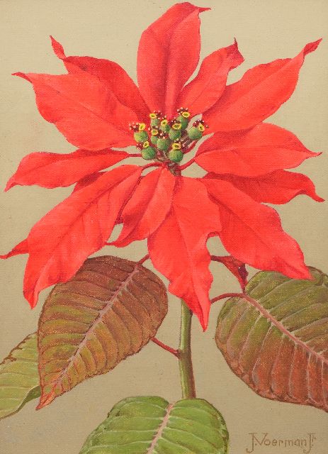 Jan Voerman jr. | Rode kerstster, olieverf op doek op board, 22,7 x 15,8 cm, gesigneerd r.o.