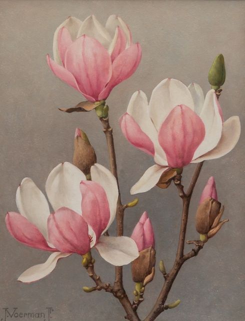 Jan Voerman jr. | Bloeiende magnoliatak, olieverf op board, 29,9 x 24,0 cm, gesigneerd l.o.